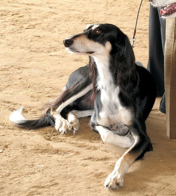 Ngam giong cho san Saluki dep tu trong ra ngoai-Hinh-3