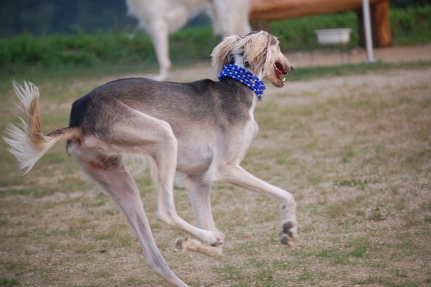 Ngam giong cho san Saluki dep tu trong ra ngoai-Hinh-9