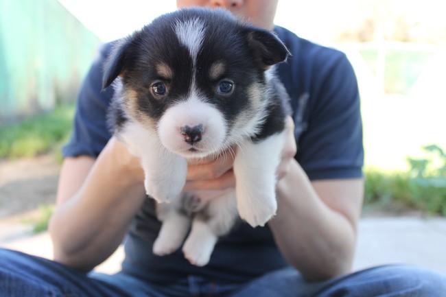 Nhung dieu chua biet ve loai cho Corgi dang yeu-Hinh-14