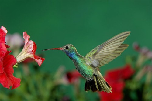 Bat ngo voi nhung kham pha thu vi ve loai chim ruoi