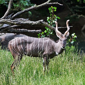 Kham pha it nguoi biet ve linh duong Kudu-Hinh-2