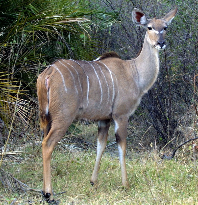 Kham pha it nguoi biet ve linh duong Kudu-Hinh-3