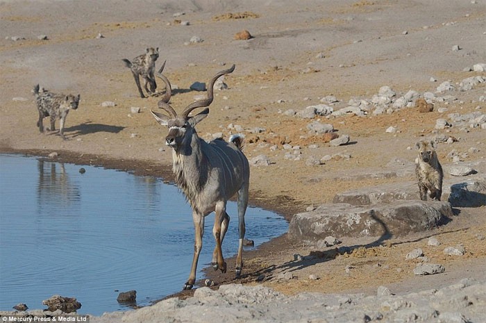 Kham pha it nguoi biet ve linh duong Kudu-Hinh-7