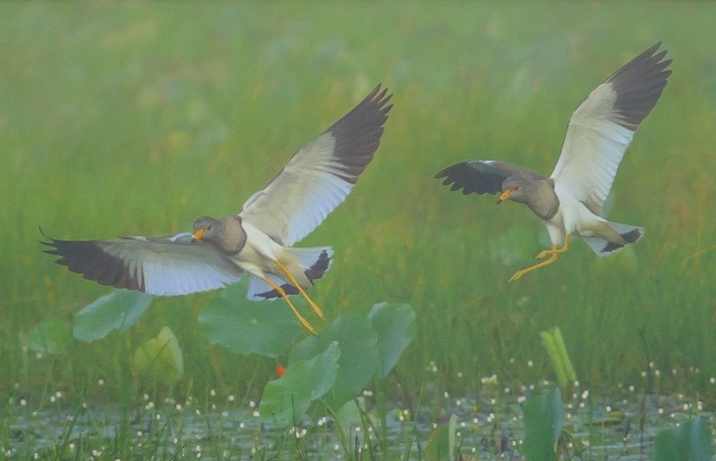 Kham pha ve chim te te it nguoi biet-Hinh-7