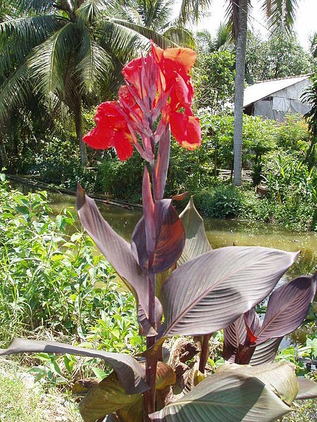 Kham pha thu vi ve cay dong rieng do