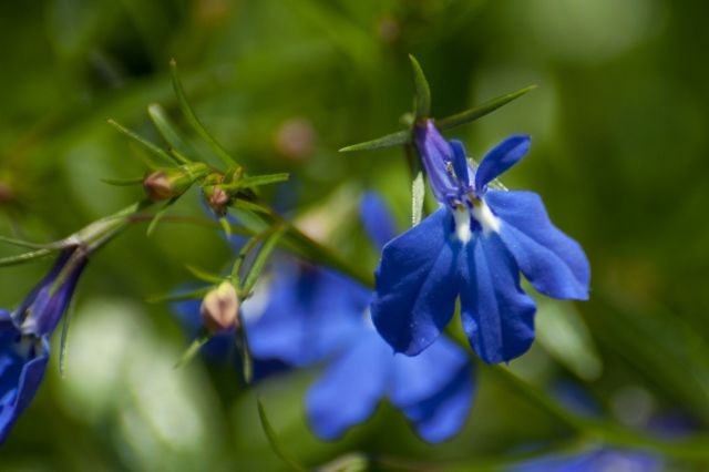 Nhung loai hoa mau xanh nuoc bien cuc dep-Hinh-3