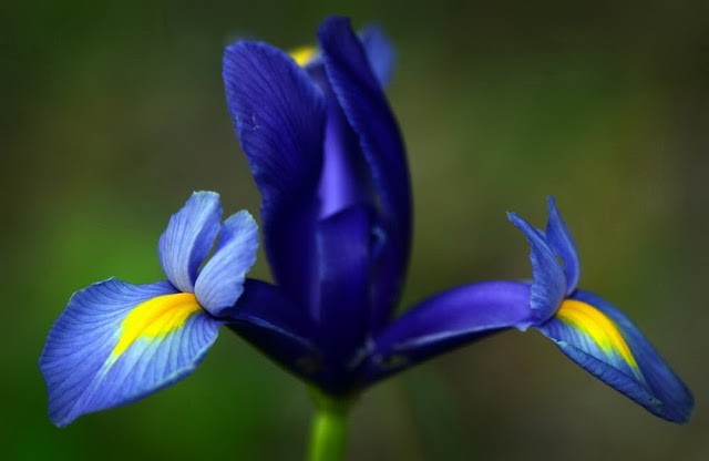 Nhung loai hoa mau xanh nuoc bien cuc dep-Hinh-5