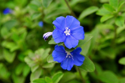 Nhung loai hoa mau xanh nuoc bien cuc dep-Hinh-6