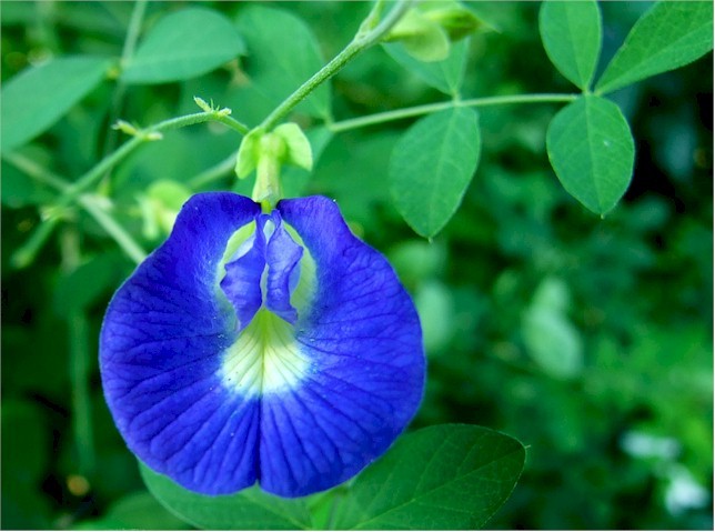 Nhung loai hoa mau xanh nuoc bien cuc dep-Hinh-7