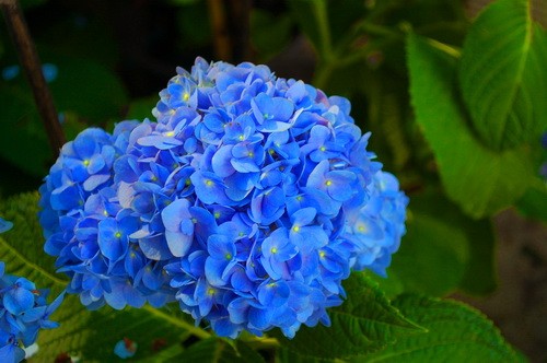 Nhung loai hoa mau xanh nuoc bien cuc dep