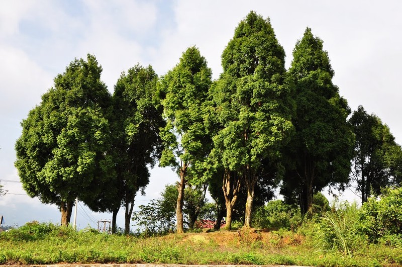 Kham pha thu vi ve cay po mu