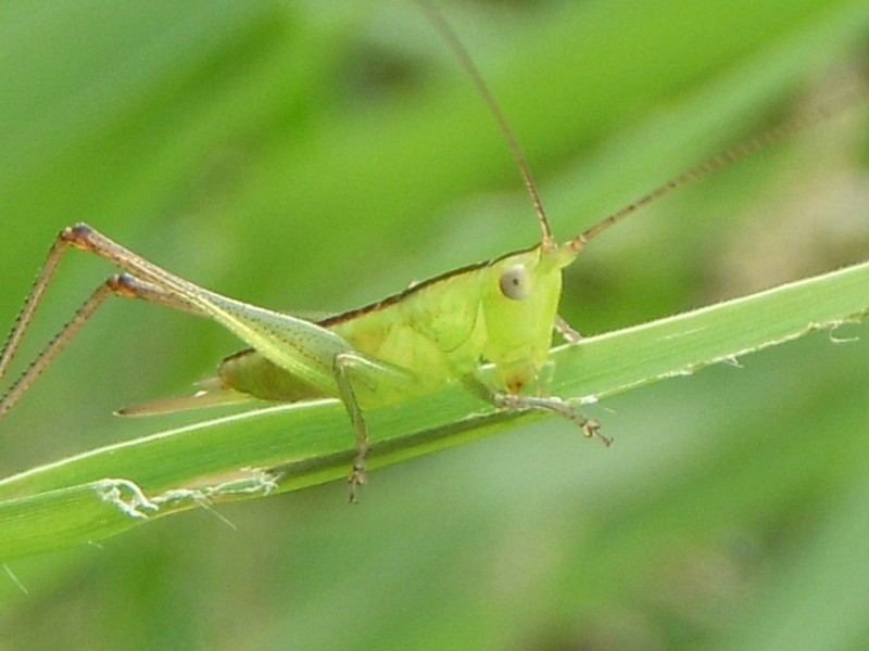 Kham pha gay bat ngo ve cao cao lua it ai biet-Hinh-4