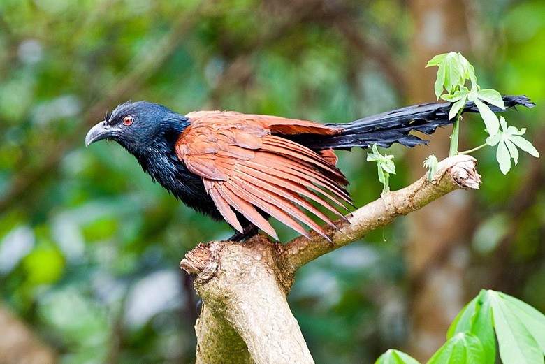 Nhung dieu thu vi ve loai chim biet giu nha, duoi ran-Hinh-2