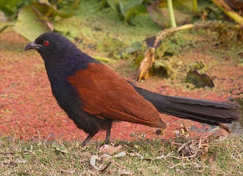 Nhung dieu thu vi ve loai chim biet giu nha, duoi ran-Hinh-5