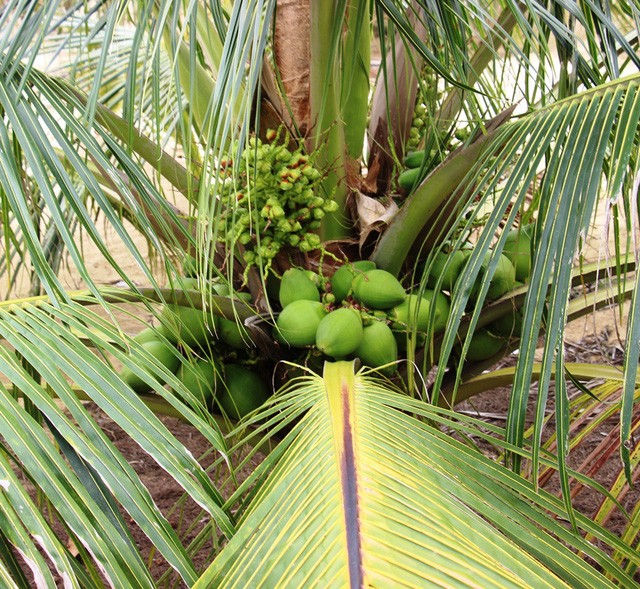 Choang voi nhung dieu bat ngo ve cay dua xiem-Hinh-4