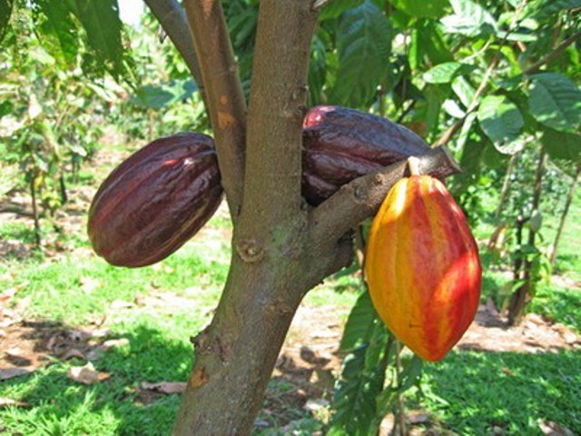 Kham pha thu vi ve cay ca cao it nguoi hay-Hinh-3