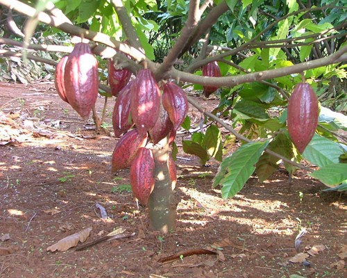 Kham pha thu vi ve cay ca cao it nguoi hay