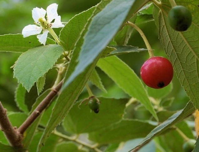 Nhung dieu thu vi ve cay trung ca gan voi tuoi tho-Hinh-4