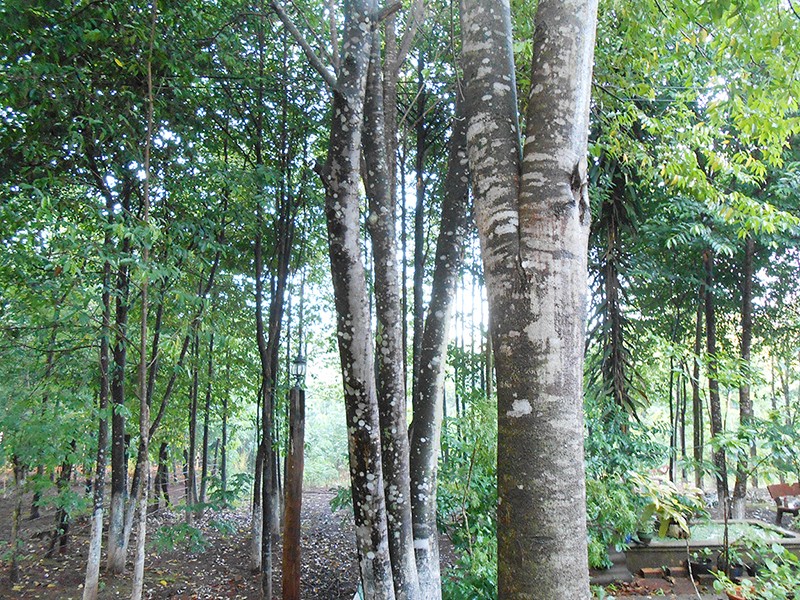 Tiet lo su that it nguoi biet ve cay go quy tram huong-Hinh-3