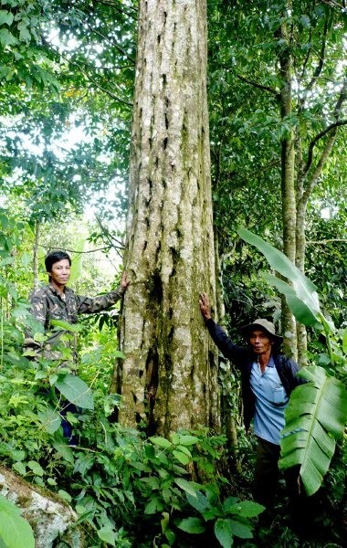 Tiet lo su that it nguoi biet ve cay go quy tram huong-Hinh-4