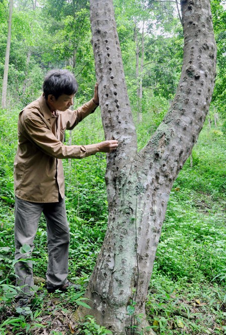 Tiet lo su that it nguoi biet ve cay go quy tram huong-Hinh-5