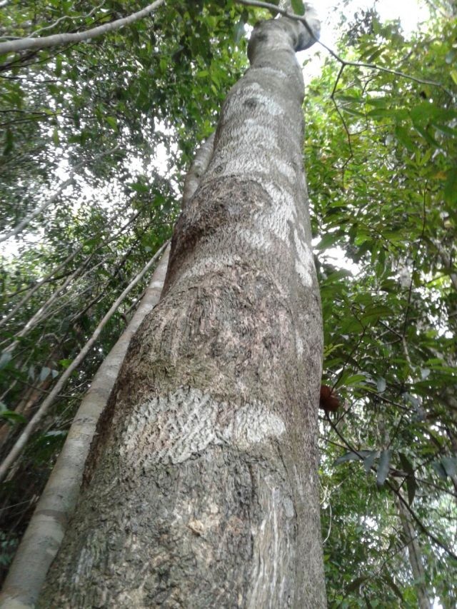 Tiet lo su that it nguoi biet ve cay go quy tram huong-Hinh-6