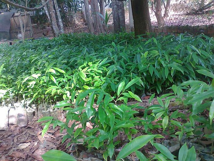 Tiet lo su that it nguoi biet ve cay go quy tram huong-Hinh-7