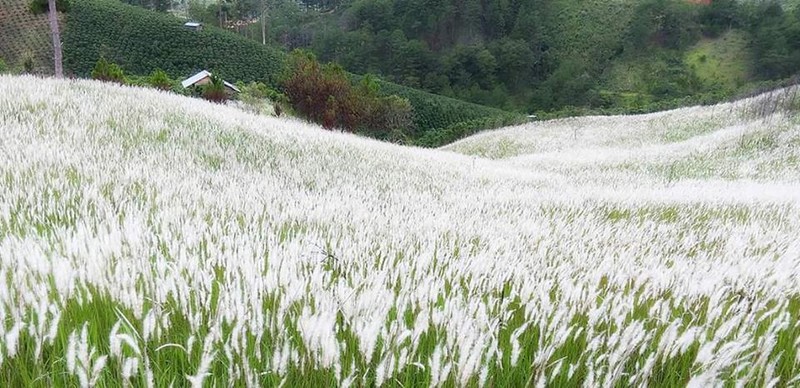 Kham pha it nguoi biet ve cay co lau gan voi tuoi tho-Hinh-2