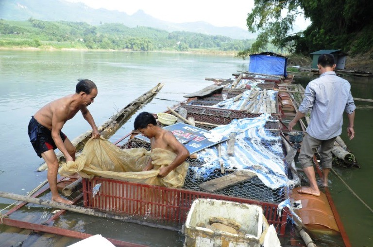 Su that kinh ngac ve ca bong dac san Tuyen Quang-Hinh-8