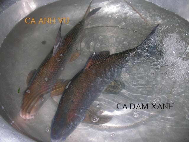 Kham pha gay choang ve ca dam xanh “ngu quy ha thuy&quot;-Hinh-7