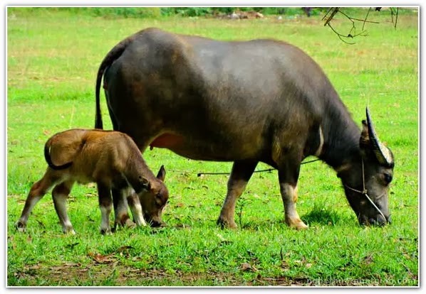 Tan muc giong trau khong lo, quy hiem bac nhat Viet Nam-Hinh-2