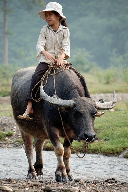 Tan muc giong trau khong lo, quy hiem bac nhat Viet Nam-Hinh-7