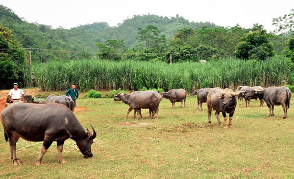 Tan muc giong trau ngo khong lo, quy hiem nhat Viet Nam-Hinh-3
