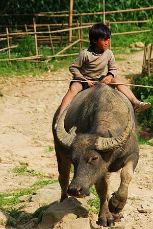 Tan muc giong trau ngo khong lo, quy hiem nhat Viet Nam-Hinh-6