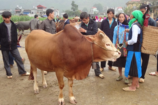 Kham pha loai bo Mong menh danh “luc si leo nui” nuoc ta-Hinh-7