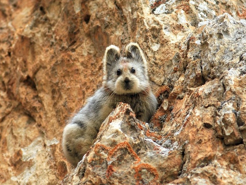 Loai tho ma thuat va ngoai hinh “hop hon” nguoi doi dien-Hinh-2