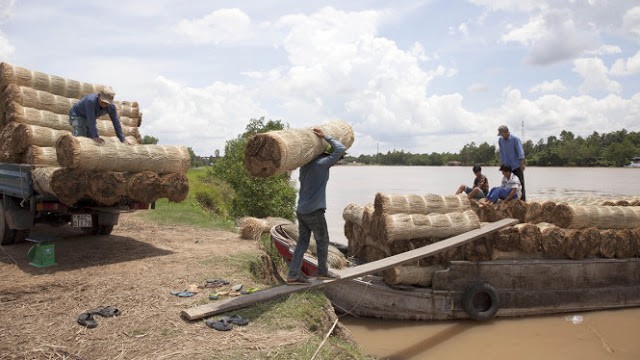 Dieu ky thu ve cay lac song ben bi, pho bien o Vinh Long-Hinh-4