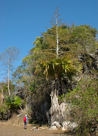 Loai cay ky la khai hoa chi 1 lan tung bung roi chet-Hinh-6