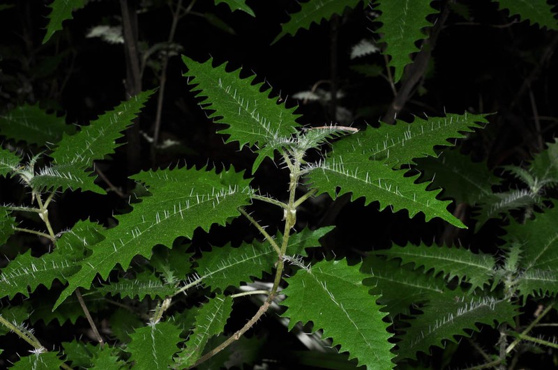 Острая крапива. Крапива Онгаонга. Urtica Ferox – Крапивное дерево Онгаонга. Новозеландская Онгаонга. Крапивное дерево (Urtica Ferox),.