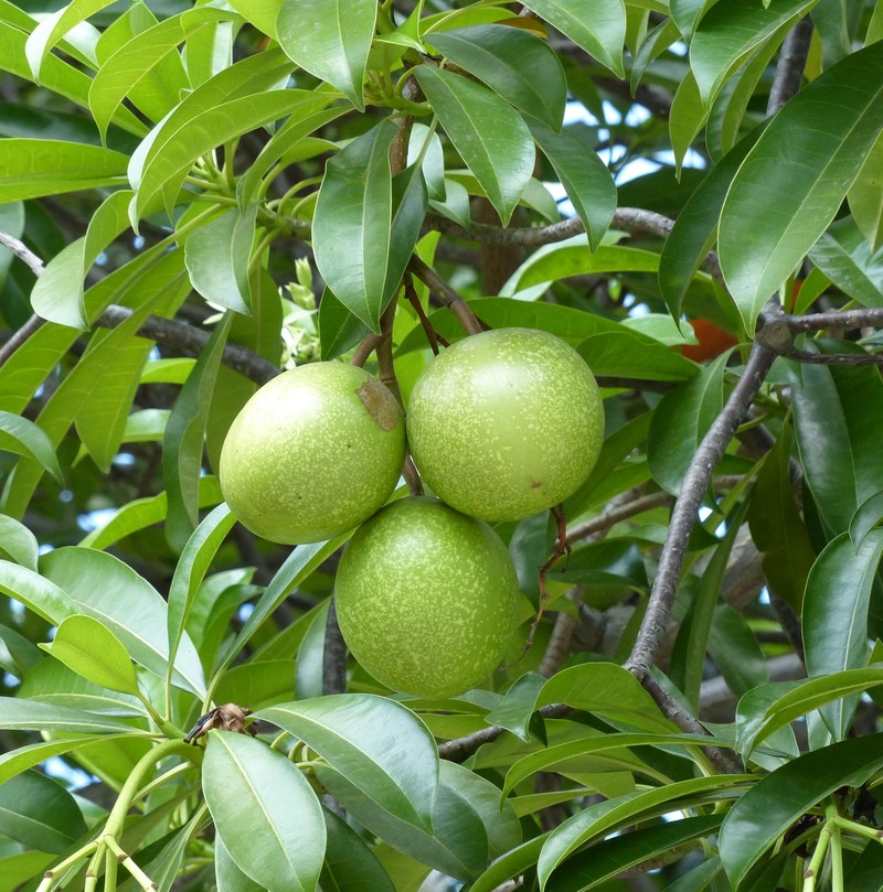 Kham pha cay nhieu phu nu An Do dung tu tu, co o VN-Hinh-2