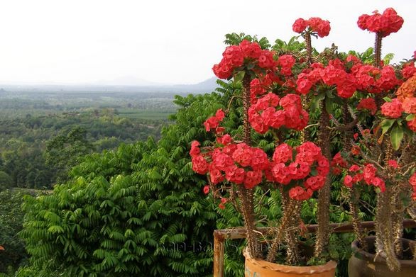 Loai hoa xuong rong no hoa cuc dep, nhung de gay bong da-Hinh-5