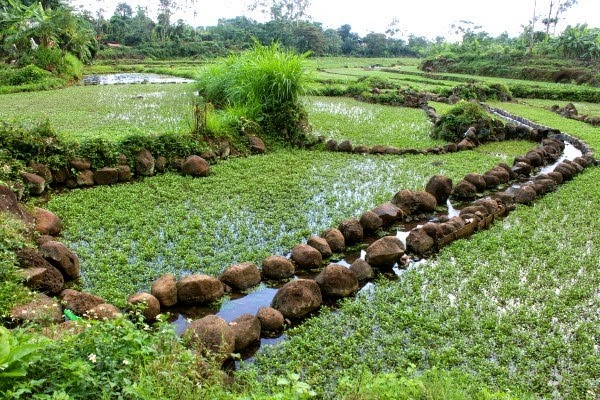 Kham pha ve rau “tuyet doi sach”, dac san o Quang Tri-Hinh-6