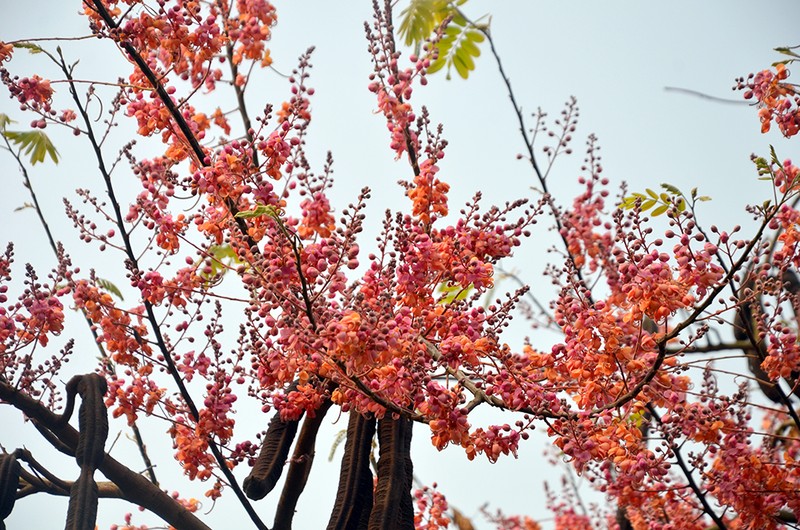 Kham pha bat ngo cay o moi quen thuoc voi nguoi mien Nam-Hinh-6