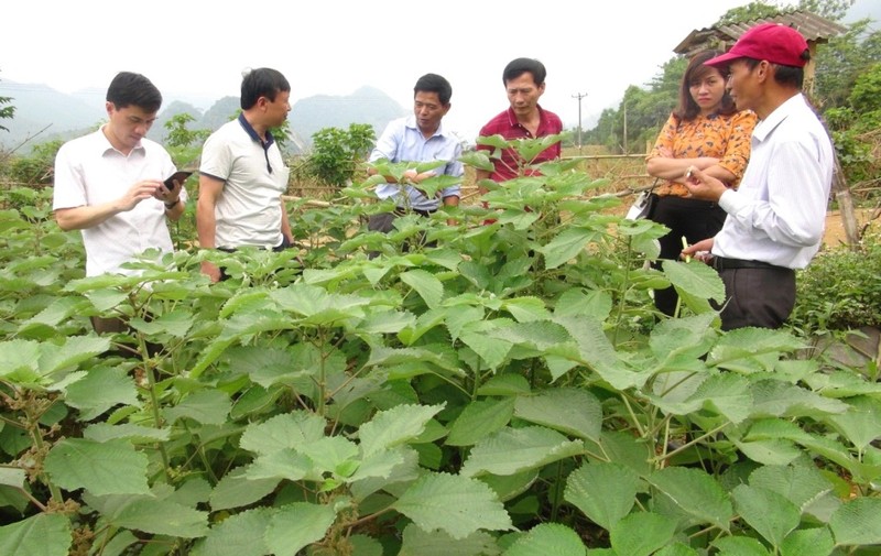 Cay gai xanh, co nhieu o Viet Nam co gi dac biet?-Hinh-4