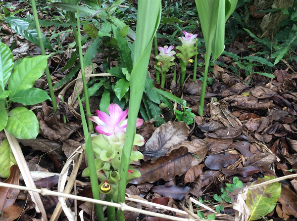 Kham pha cay nghe den pho bien nhung it nguoi biet o VN-Hinh-4