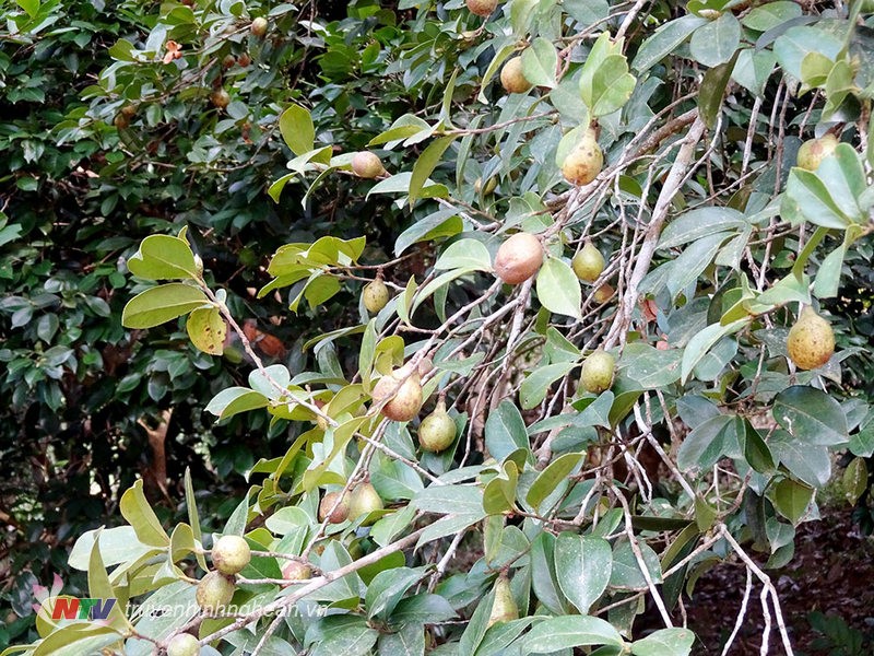 Kham pha thu vi ve cay so noi tieng Binh Lieu, Quang Ninh-Hinh-7