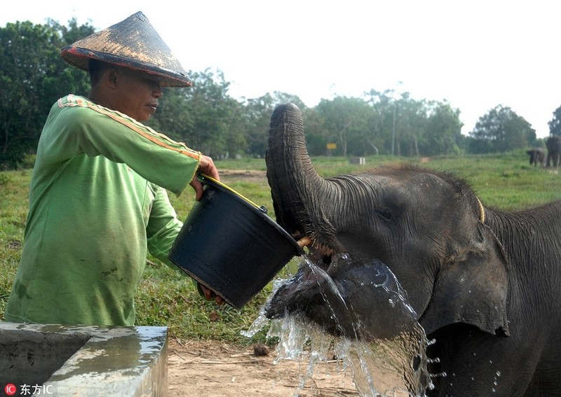 Rung minh loat dong vat dot bien kinh di nhat the gioi 2018-Hinh-13