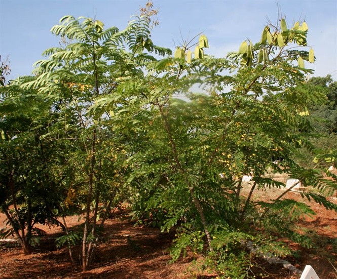 Khám phá loài cây tô mộc được trồng nhiều ở VN để chống trộm