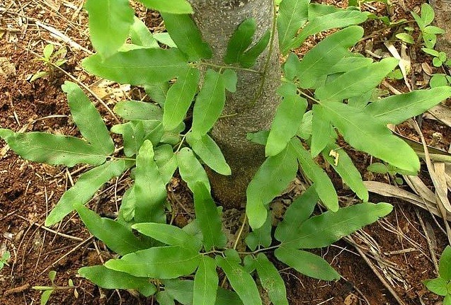 Kham pha khong ngo ve cay bong bong co nhieu o VN-Hinh-3