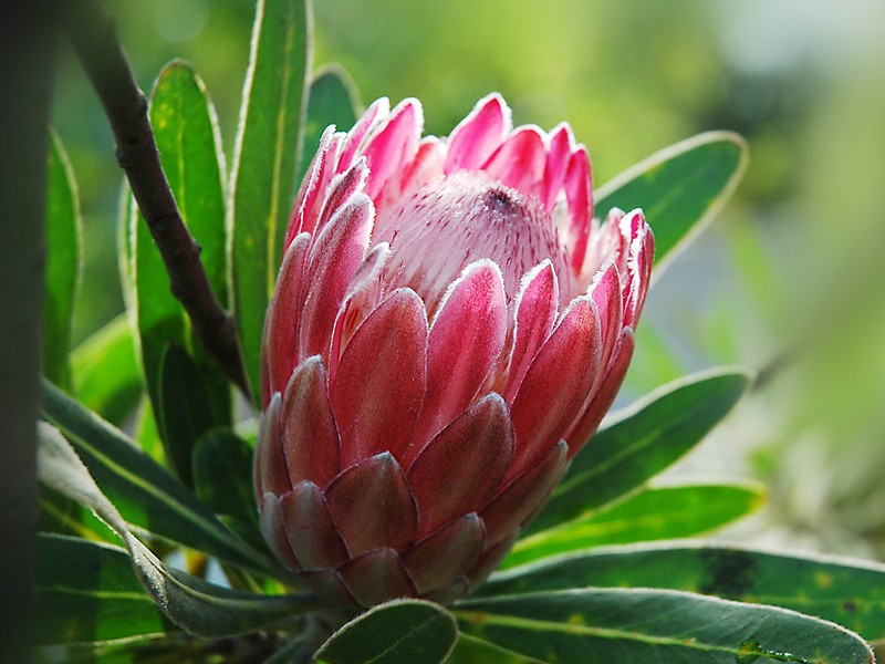 Kham pha thu vi loai hoa Protea - quoc hoa xu Nam Phi-Hinh-2